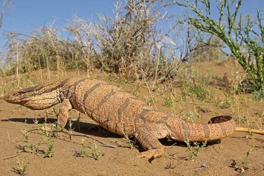 БОЗОРИ ЎХШАМАГАН БРАКОНЬЕР