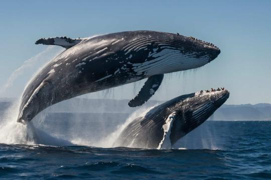 КИТЛАРНИНГ УМРИ ҚИСҚАРМОҚДА