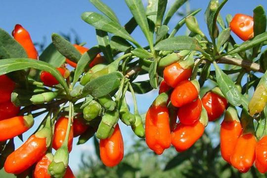 ДАРДГА ДАВО ЎСИМЛИКЛАР