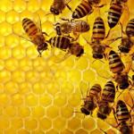 МИНГ ДАРДГА ДАВО НЕЪМАТ