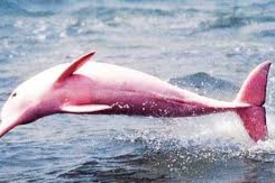 ПУШТИРАНГ ДЕЛЬФИН