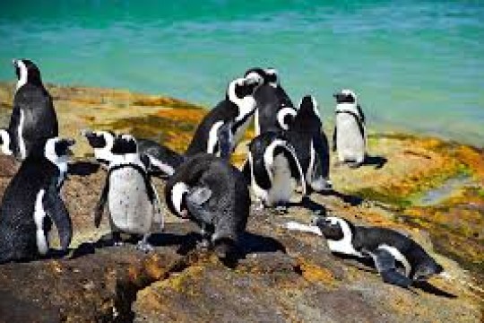 АФРИКА ПИНГВИНЛАРИ ЙЎҚОЛИБ КЕТИШ АРАФАСИДА