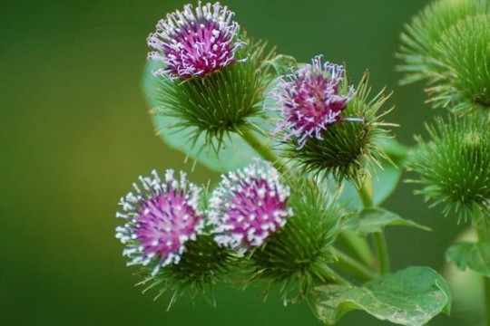 ЮРТИМИЗНИНГ ШИФОБАХШ НЕЪМАТЛАРИ