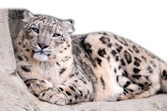 МУҲОФАЗАГА МУҲТОЖ ҲАЙВОНЛАР