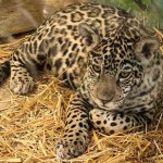 ФАРҒОНА ҲАЙВОНОТ БОҒИ