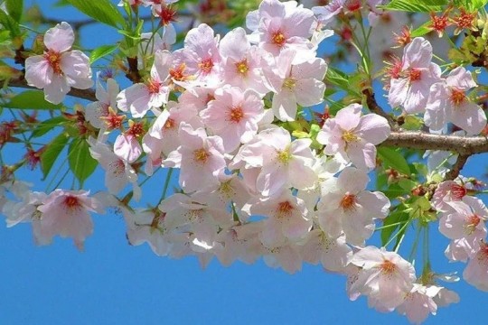 ЯНГИ ЙИЛ, ЯНГИ КУН МУБОРАК!