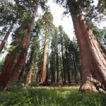 ЭНГ УЛКАН ДАРАХТЛАР