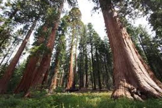 ЭНГ УЛКАН ДАРАХТЛАР