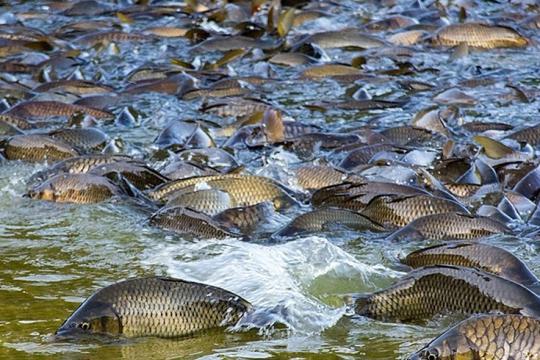 БАЛИҚ – БЕБАҲО НЕЪМАТ