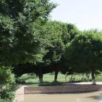 САДА  — КЎРКАМ ВА ФОЙДАЛИ ДАРАХТ