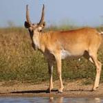 САЙҒОҚЛАРНИ АСРАНГ, ОДАМЛАР!..