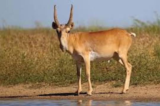 САЙҒОҚЛАРНИ АСРАНГ, ОДАМЛАР!..