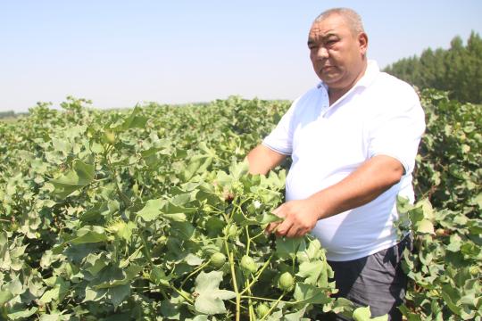 МЕҲР  БЕРСАНГ, МЕҲР ТОПАСАН