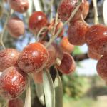 ТАБИАТНИНГ ЎЗИ ТАБИБ