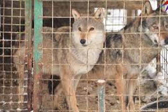 ЎРГАНИШЛАР САМАРА БЕРМОҚДА