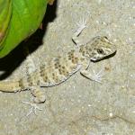 МУҲОФАЗАГА МУҲТОЖ  ЖОНИВОР