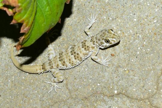 МУҲОФАЗАГА МУҲТОЖ  ЖОНИВОР