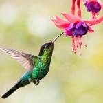 КОЛИБРИ – ЭНГ МИТТИ ҚУШ