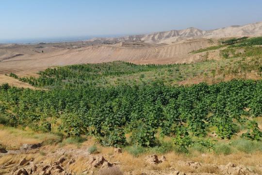 ТАБИАТГА МУҲАББАТ  МЕВАСИ