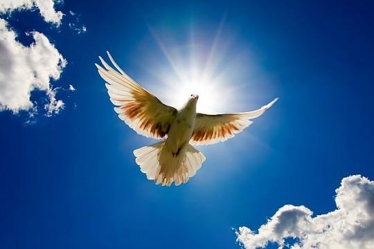 ҚУШЛАР - БИЗНИНГ ДЎСТИМИЗ